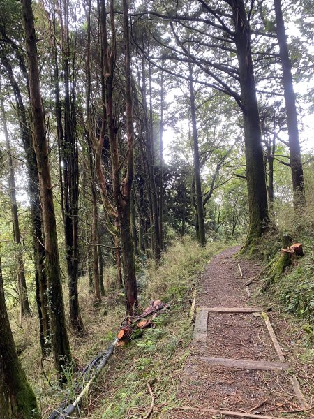 1120924阿里山塔山及水山療癒步道2642850