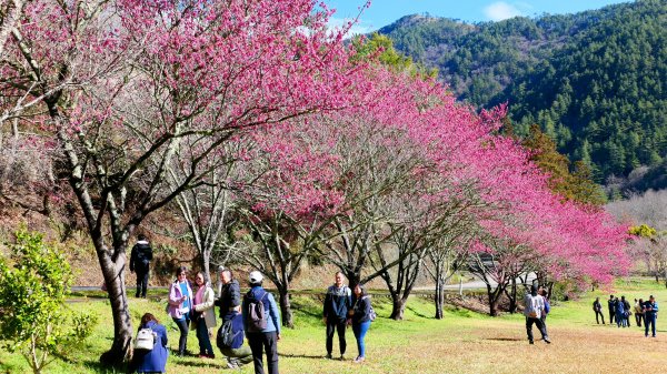 《踏莎行・武陵山櫻》2712452