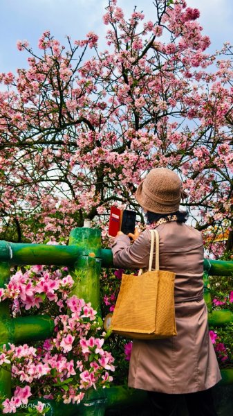 #綠繡眼 訪花 #吉野櫻 #天元宮 #楓樹湖 03162736765