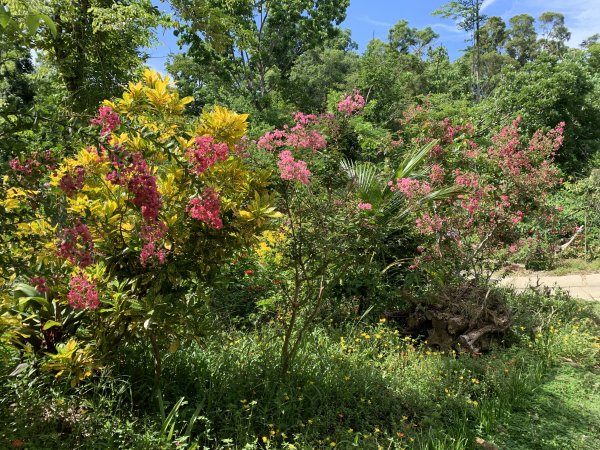 20250628高雄望雲山-尚書林山2826306