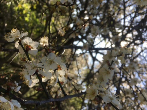 梅花撲鼻香2686614