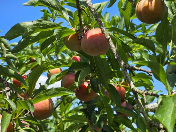 夏日的馬那邦山2786834
