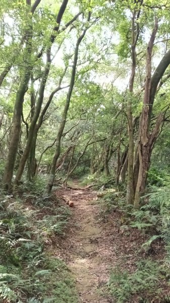 三芝區竿尾崙古道-竿尾崙-清涼崙-大屯溪古道O型3095649