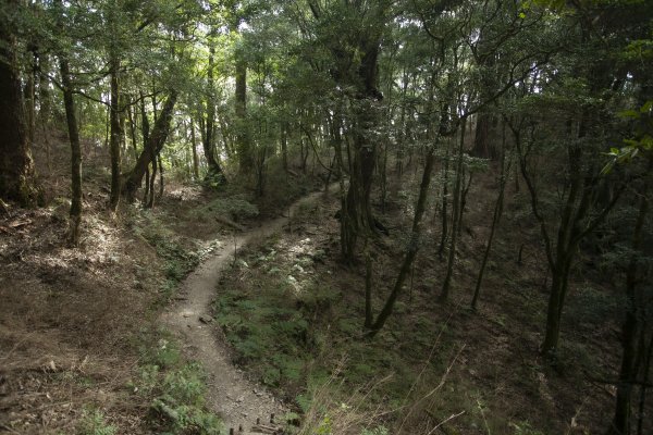 2023.03.11 馬崙山小O、新山遺址(馬崙山步道支線去、斯可巴步道返)2072680