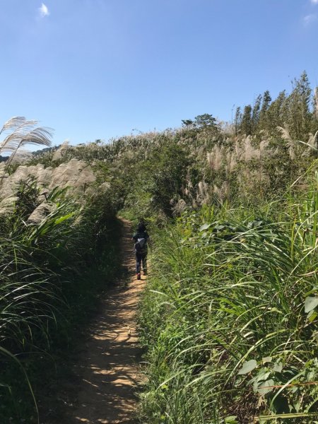 三角埔頂山賞芒1545030