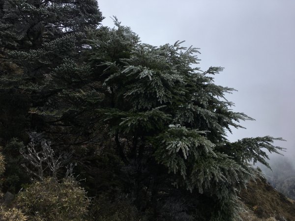 八通關山、八通關山西峰、秀姑巒山526159