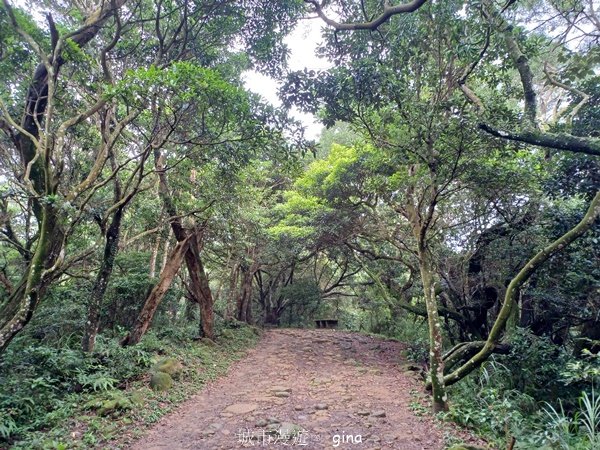 【新竹芎林】台灣百大必訪步道。 飛鳳山、觀日坪古道O繞2564345