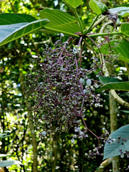 三腳南山-小百岳#65-嘉義縣大埔鄉2788694