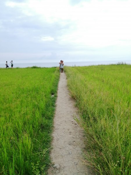 綠色稻田一路向海去。 新社梯田733631