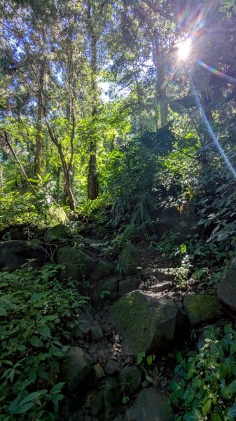 鳳凰山步道（溪頭）2838231