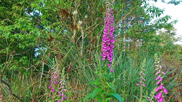 【新聞】太平山國家森林遊樂區毛地黃花盛開 繽紛花朵迎遊客