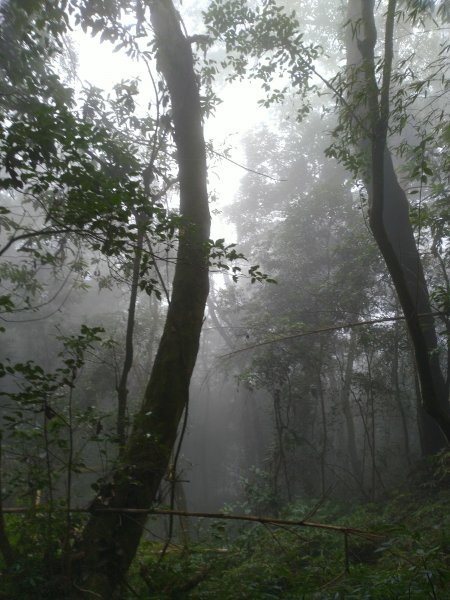 2023-02-26 登嘉南雲峰巧遇草嶺櫻花季2043960