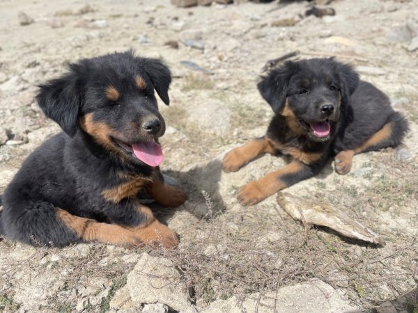 西藏♥️可愛動物🐎人物寫真/拉薩旅拍/美食2902921