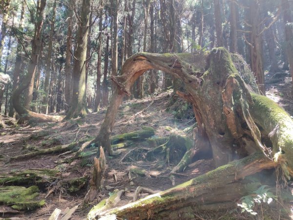 特富野古道>東水西峰>東水山>玉兒山>特富野古道（逆O)2743780