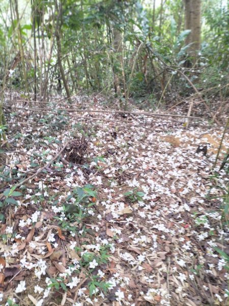 青潭竹林路2巷…青潭尖…新烏路…竹林路2479729