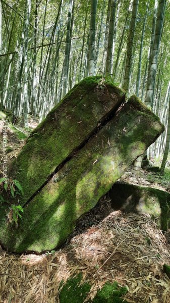 《南投》溪頭三秀｜溪頭山竹崙山志騰山O繞樟仔林林道202509212893447