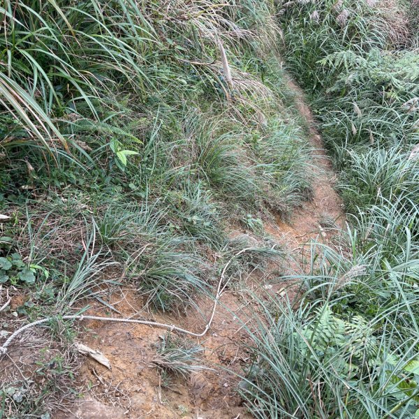 20231118_鵲子山步道（宜蘭小百岳）2763005