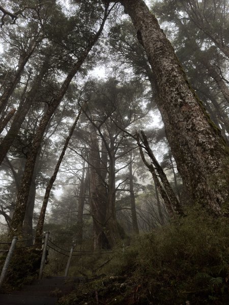 20250110 庫哈諾辛山(進涇橋登山口)2686254