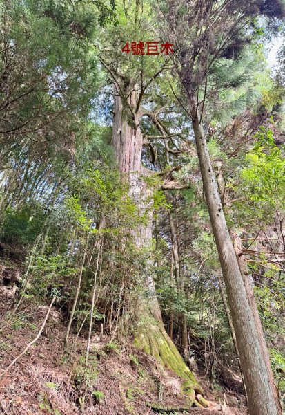 觀霧-檜山巨木群步道2925566