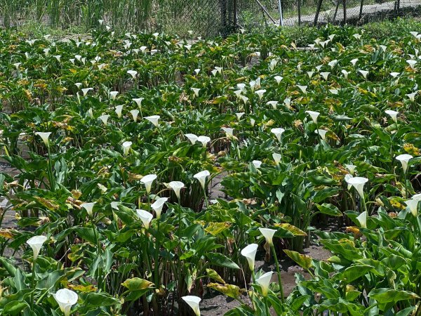 台北大縱走第二段2786947