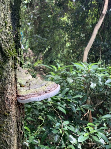 【小百岳】飛鳳山Ｏ型，順走中坑山、石碧潭山1770330