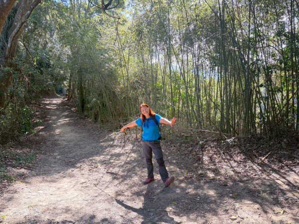 苗栗出磺坑古道、銅纙坑菊2951579