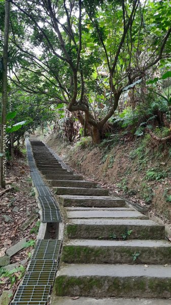 《台中》樹中有樹｜大坑步道6上7下O繞202502082708607