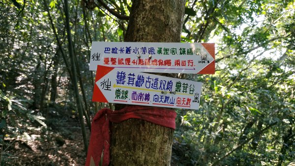 ✅糞箕湖古道回修擴徑.糞箕谷/串接完成 (溝渠遺址出土.糞箕湖雙線谷道貫通.全段新徑開通)2579812