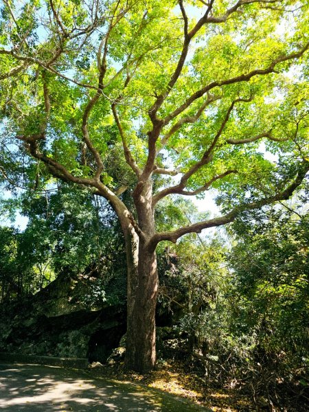 墾丁國家森林遊樂區步道群-(屏東)臺灣百大必訪步道2731236