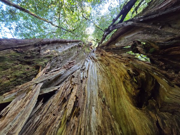 郡大林道19k之郡大神木群二刷～雲海滿出來～2451892