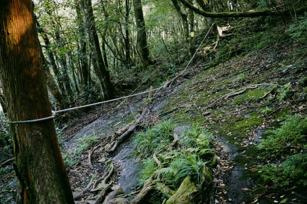 桃園復興區 處暑‧北插天山岩戶線2868415