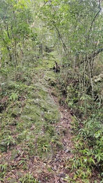 20251230九芎根山-芋圓尖-火炎山南主東峰-仁里坂山2977795