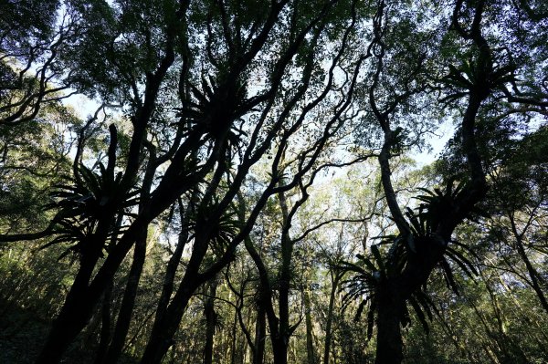 新北 烏來 美鹿山、高腰山、拔刀爾山、小巫山2703494