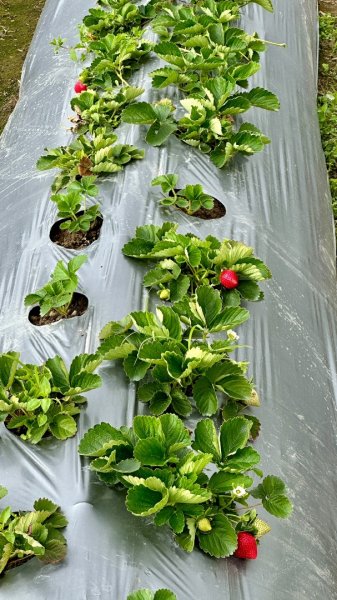 馬那邦山O走2370113