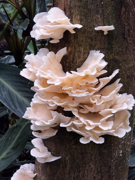 小百岳土庫岳路線上的秘境 山豬湖3029644