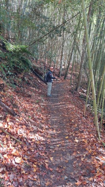 熱血一日霞喀羅賞楓之旅2785007