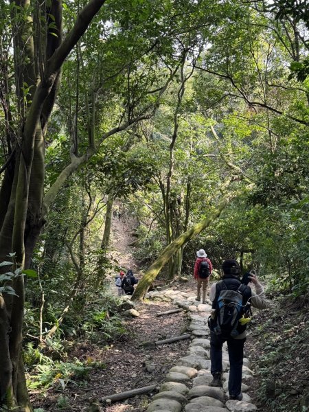 2025-0204 鶯歌_大凍山_三角埔頂山_迴龍2708039
