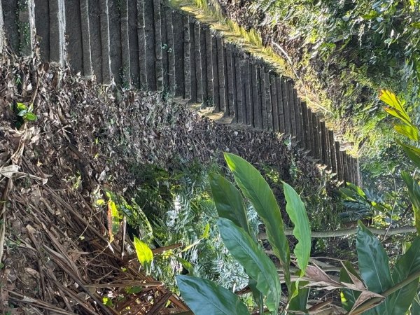 20260110 更寮古道(小百岳-土庫岳)2980765