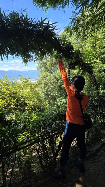 微笑山線大棟山系405高地＋百年大榕樹段，經典路線樹鶯縱走，串連青龍嶺、大同山等山峰2848372