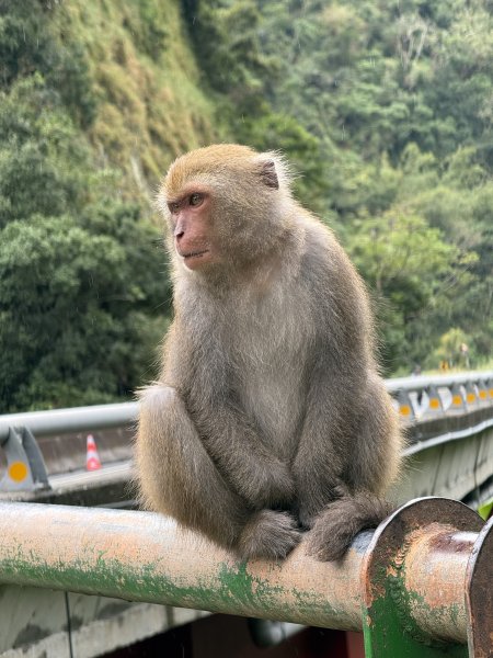 登仙橋賞猴2704782