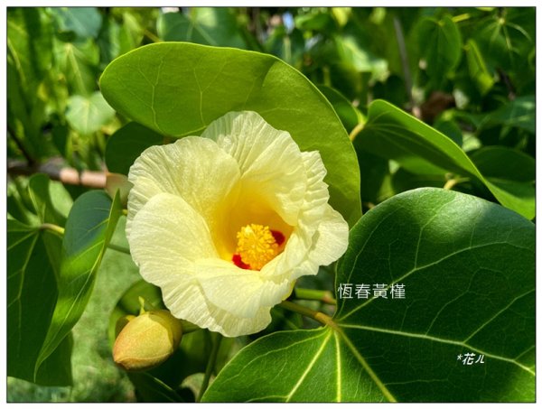 恒春黄槿の花開2906615