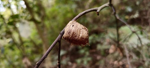 2024/12/28-蓮華山古道群：飛龍步道、進香古道、採茶古道、載熙古道2678891