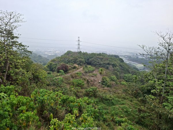 《南投》幸運之花｜草尾嶺步道賞血藤花202603293025007