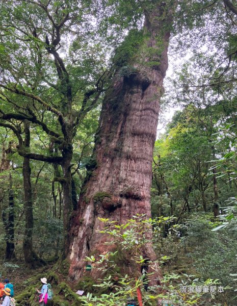 【佐米縱走】走進迷霧森林尋找千歲神木，參加一場巨木群的盛宴2888754