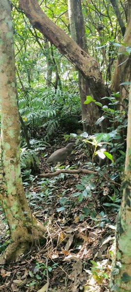 岩壁上的花、艷紅鹿子百合（22869780