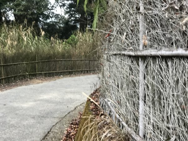 110年4月25日雲林  雲嶺之丘 五元二角 木馬古道1456551