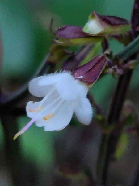 朝聖橋-射鹿部落-高燕部落-旗鹽山-排雲瀑布-沙拉灣瀑布2771032