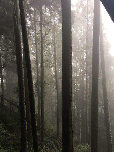 觀霧檜山巨木森林步道171762