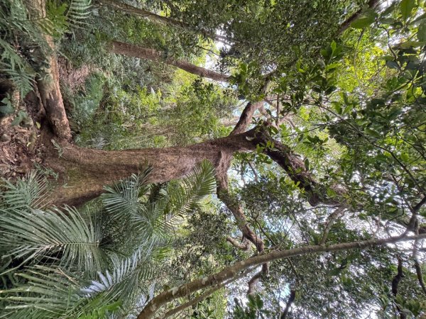 太元宮-關西玉山前-玉山/南柯山-東獅頭山/赤柯山南峰-赤柯山-太元宮 O繞2958049