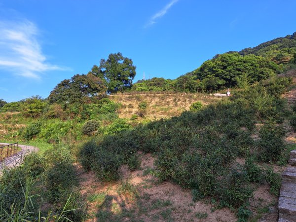 2026微笑山線樟樹步道3103326